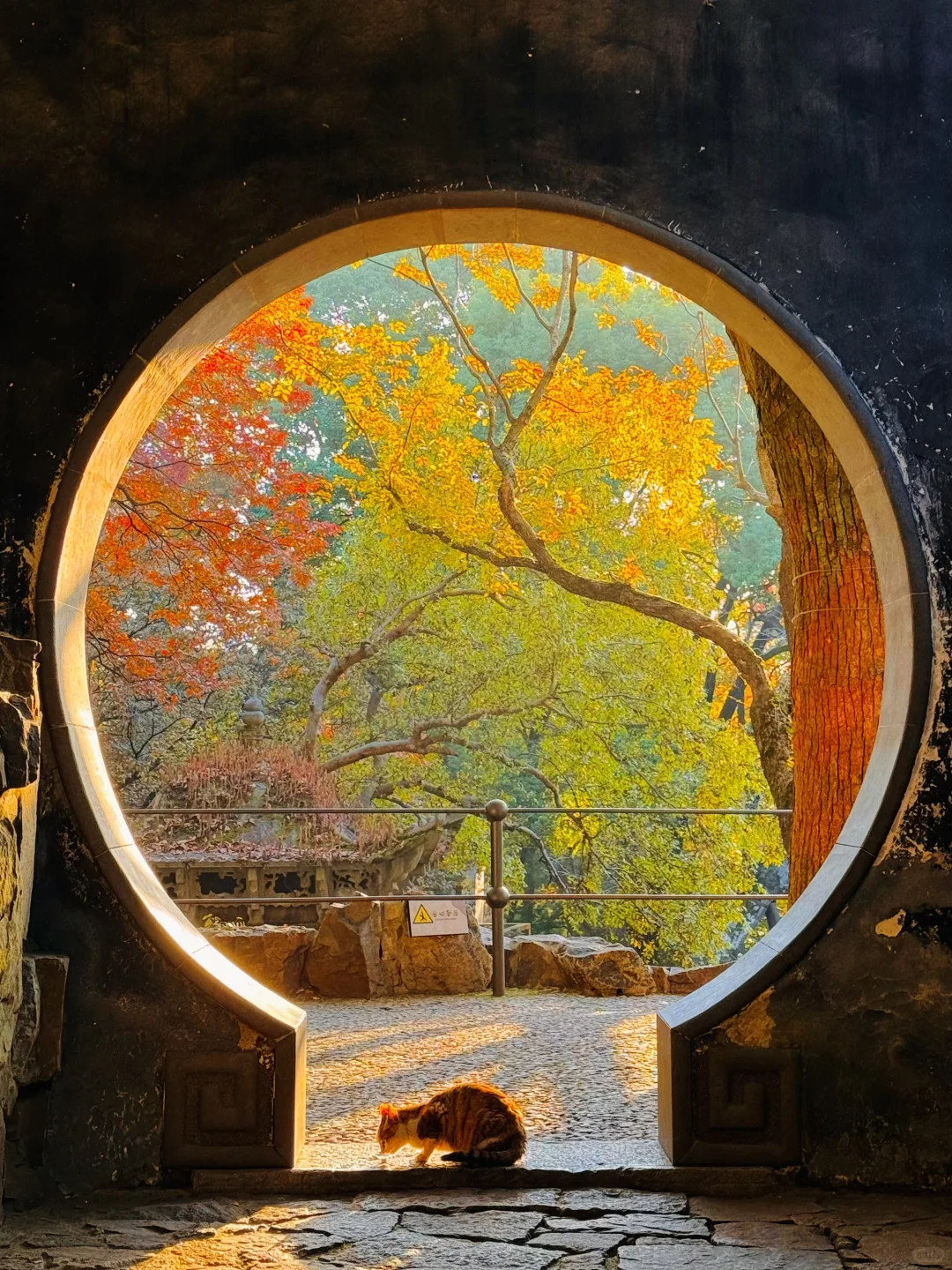 18张live图🍁告诉你苏州秋天有多美!!!!!!!