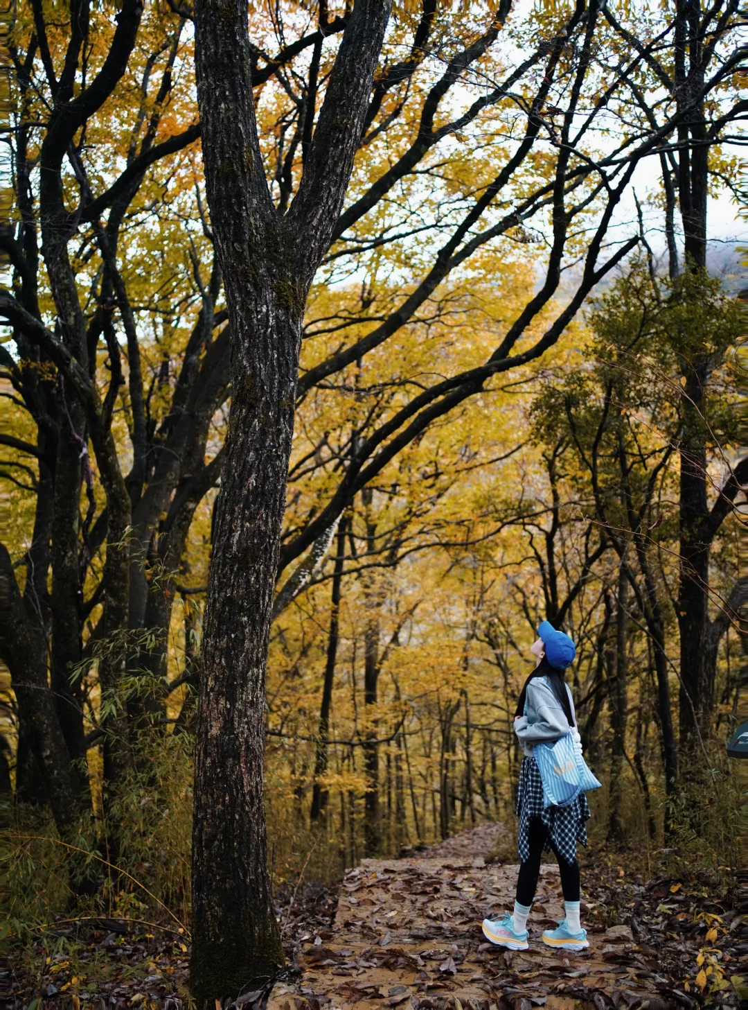 成都🚄一日往返油画彩林🍁徒步美哭了