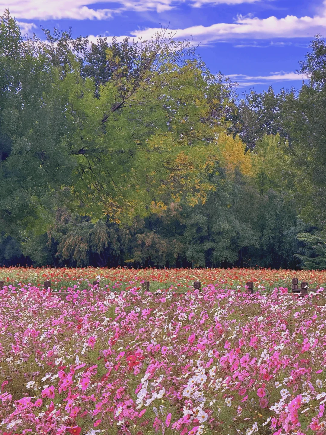 10.17实况 📍奥森的秋天好像莫奈油画🍁💐