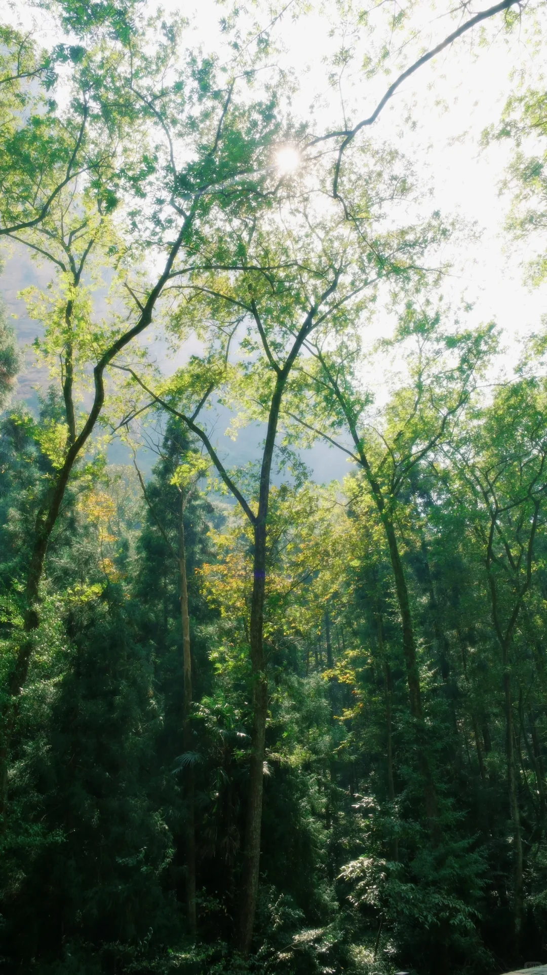 张家界攻略不求人篇！两天一夜