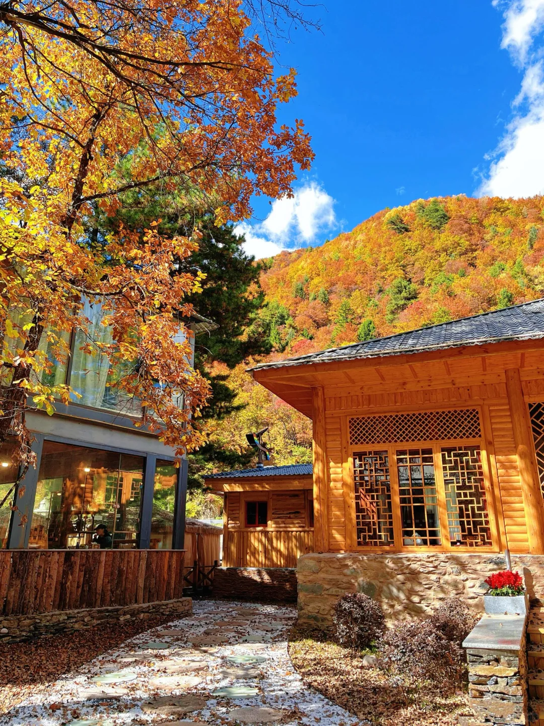 🔥比九寨沟更震撼！解锁川西彩林天花板！