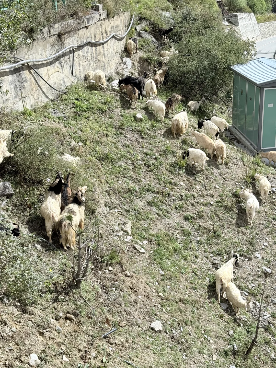 成都-毕棚沟-理小路2.5 日保姆级旅游攻略
