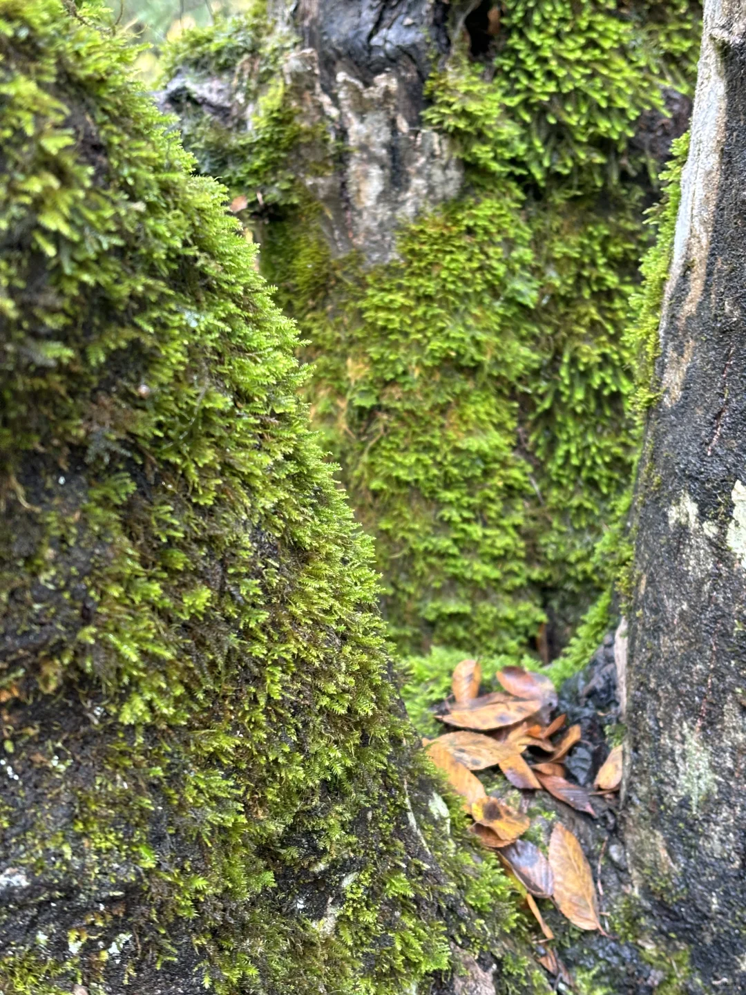 三天两夜九寨沟+黄龙旅游攻略 彩林季🍂