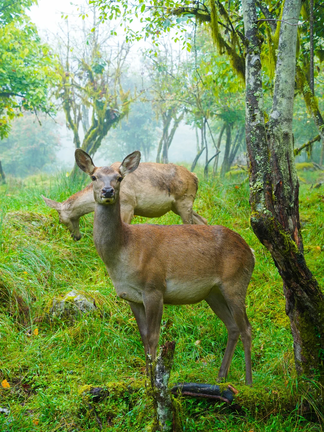 为了这18张图，我特意来了趟喇叭河！附机位