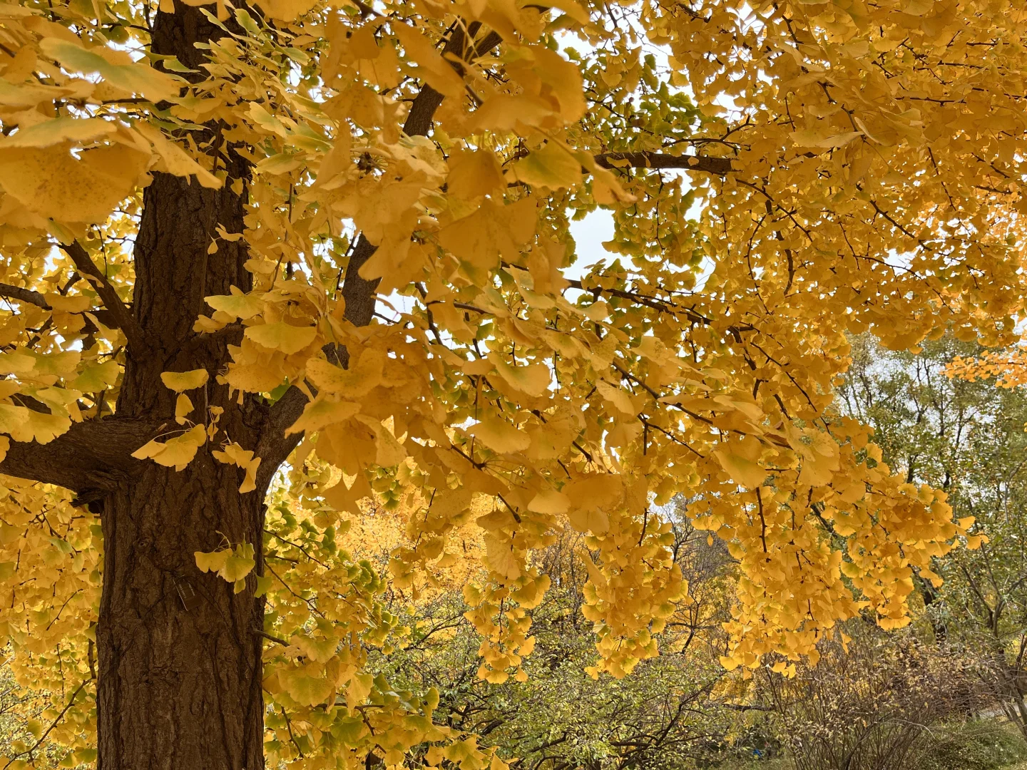 北京，我最推荐的三个公园！