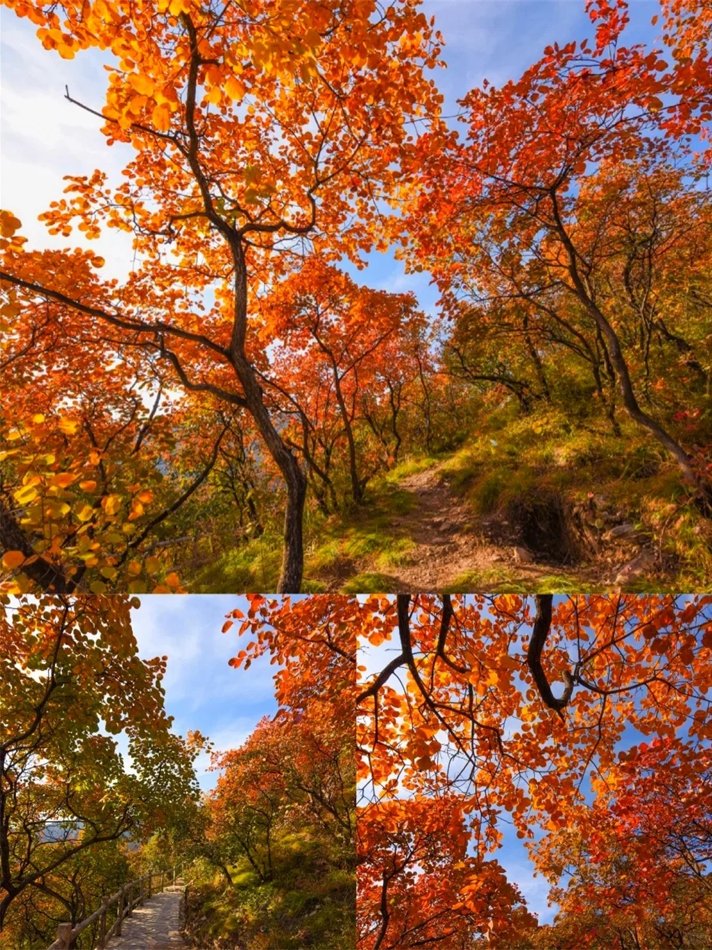 🍂坡峰岭红叶赏秋1日游 | 特价68元✨