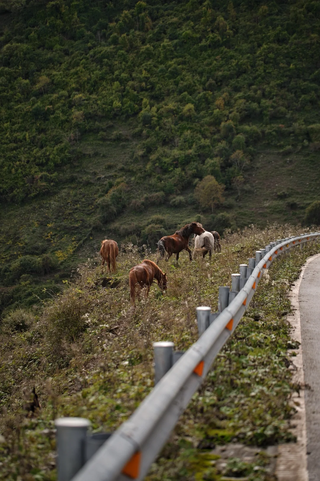 亲测90%的人都不知道的九寨沟新耍法