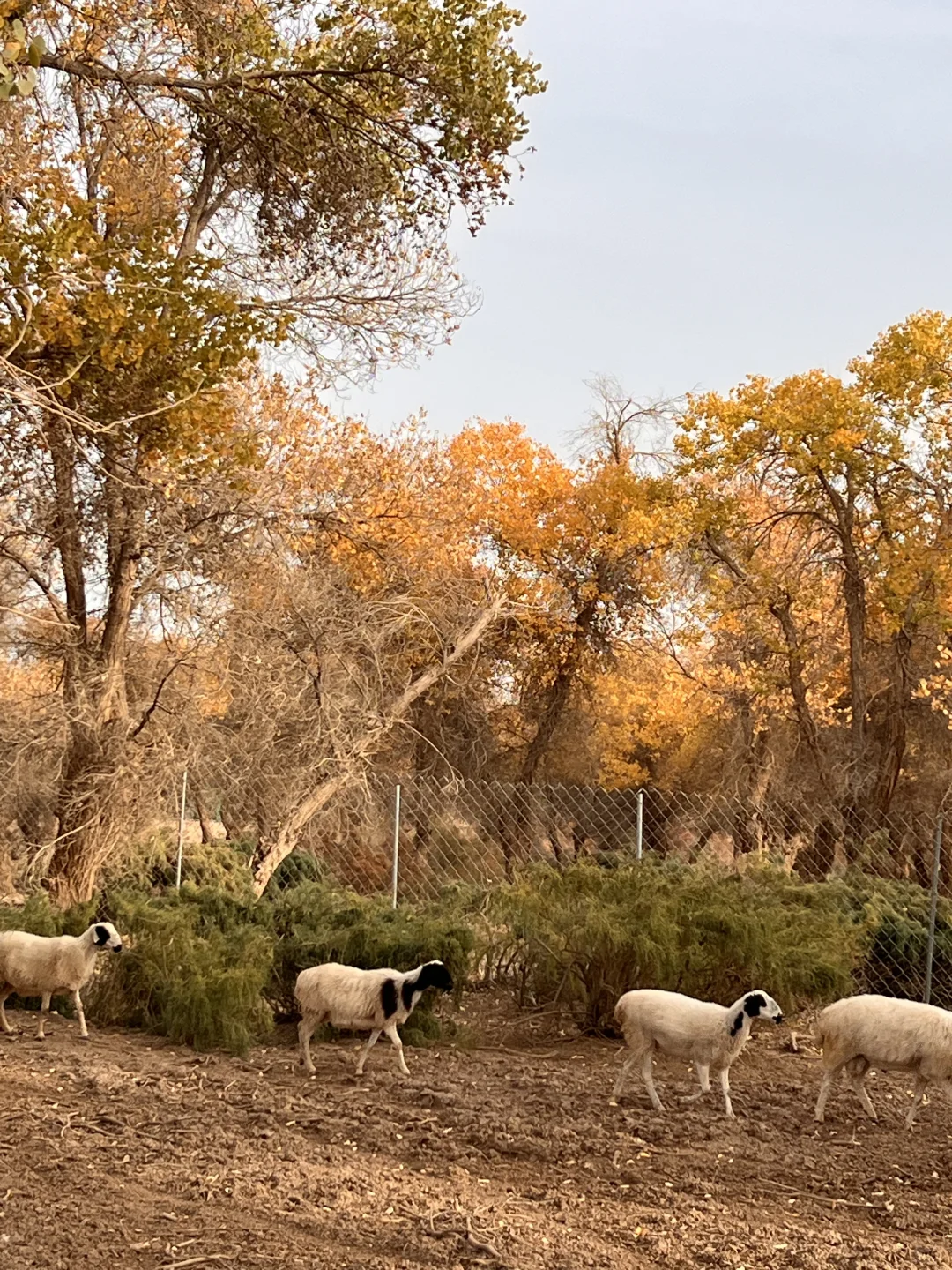 巴楚的红海景区胡杨林实拍live