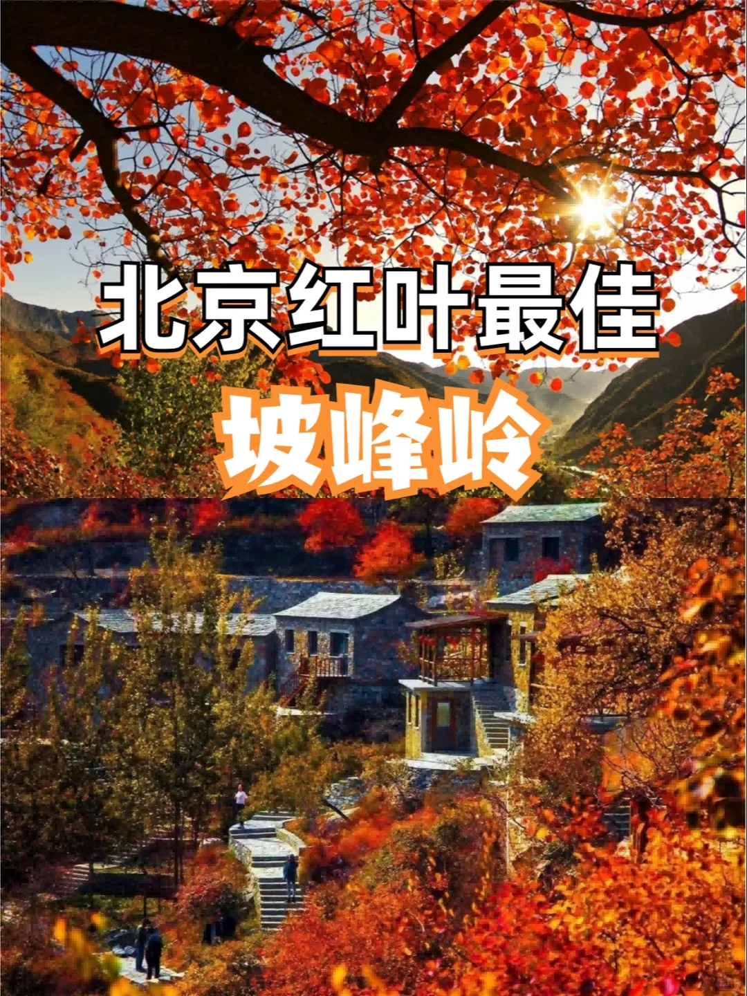 🍂坡峰岭红叶赏秋1日游 | 特价68元✨