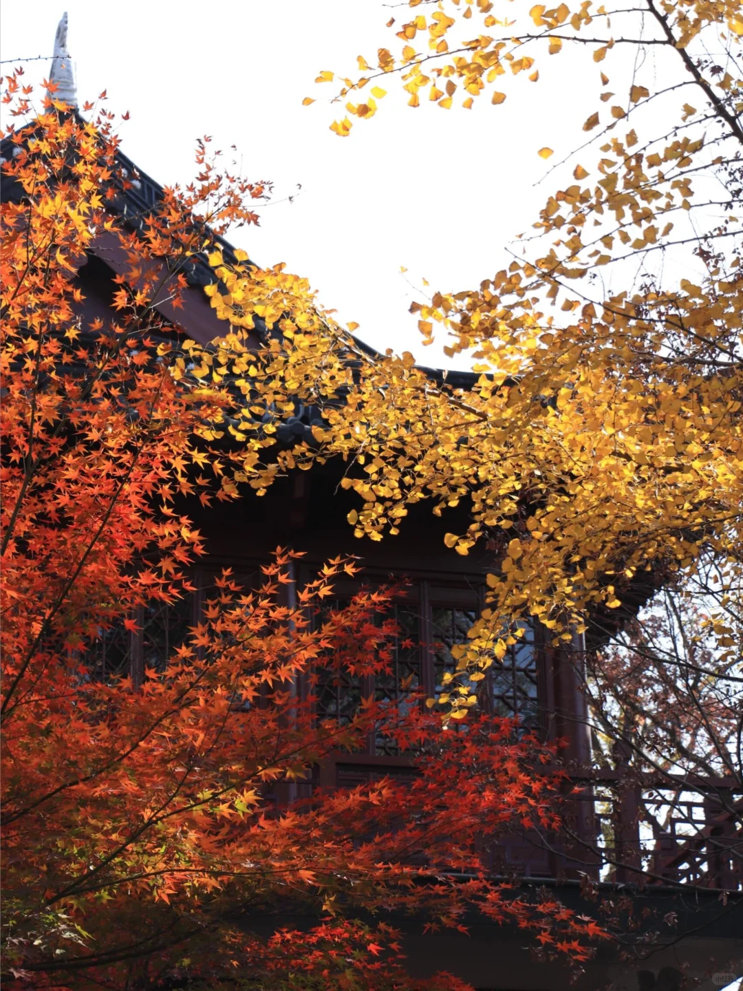 接下来南京栖霞山，将是国内赏秋天花板！