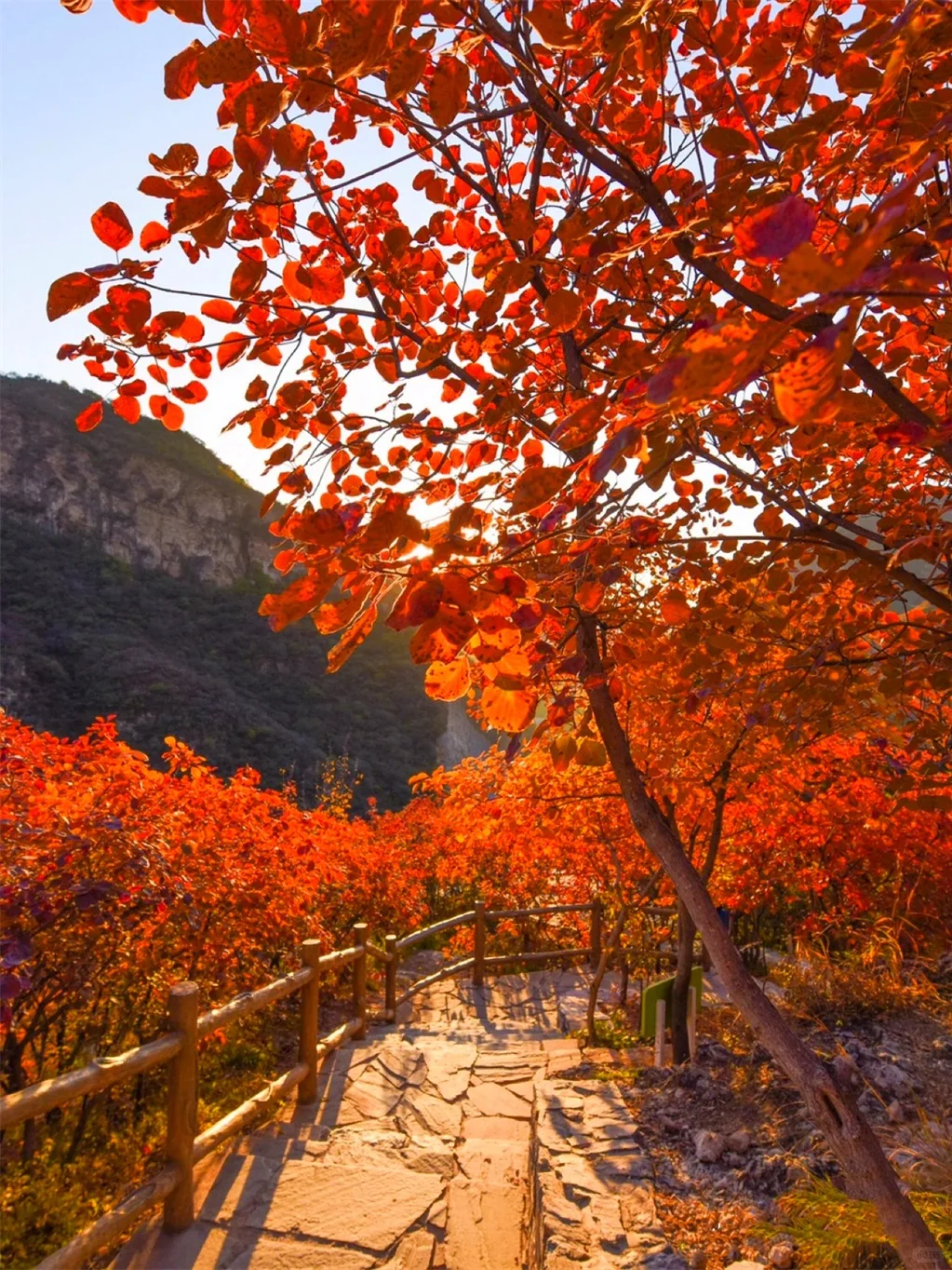🍂坡峰岭红叶赏秋1日游 | 特价68元✨