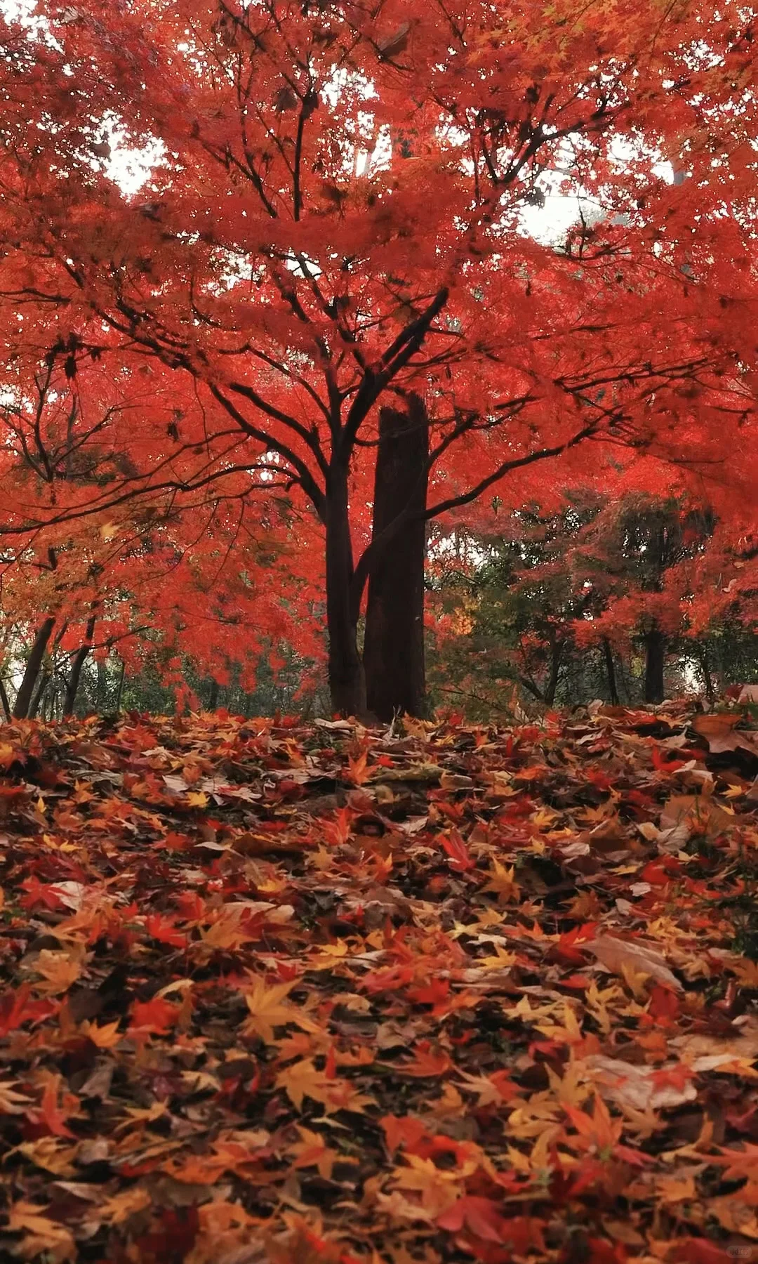 我夸南京一万遍，不及你来看一眼｜赏秋攻略❶