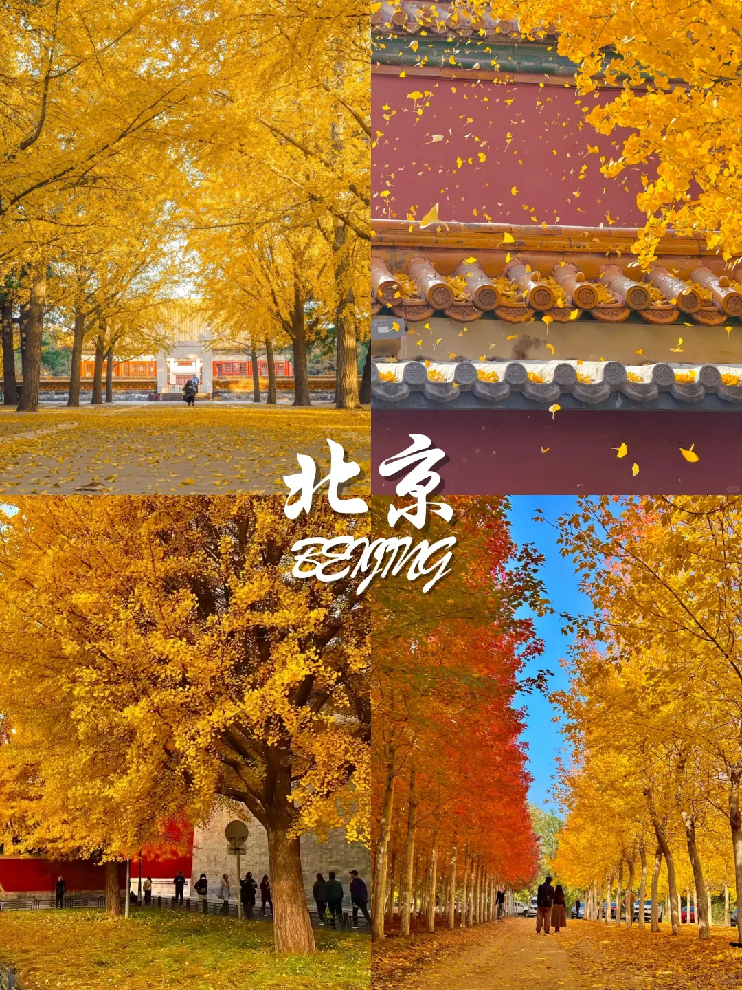 9-11月国内赏秋宝藏地推荐🍂 附观赏攻略