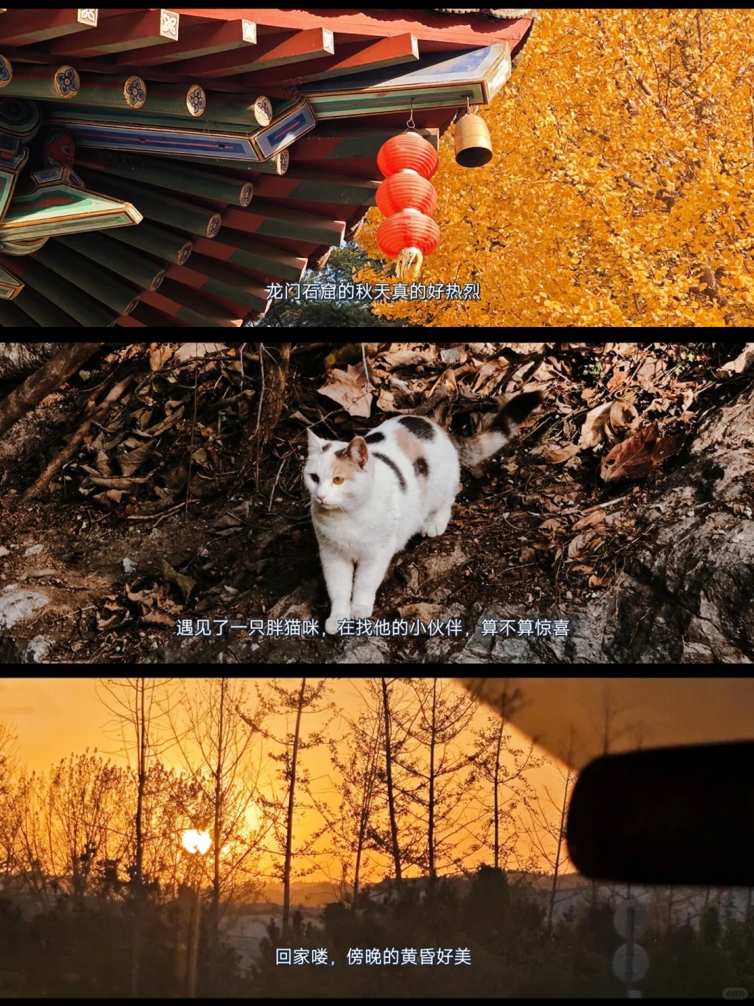 就在11🈷️被问爆的龙门石窟赏秋全攻略来啦