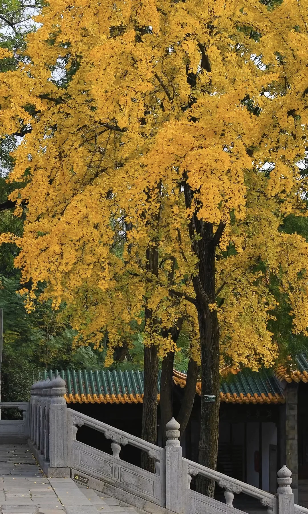 我夸南京一万遍，不及你来看一眼｜赏秋攻略❶