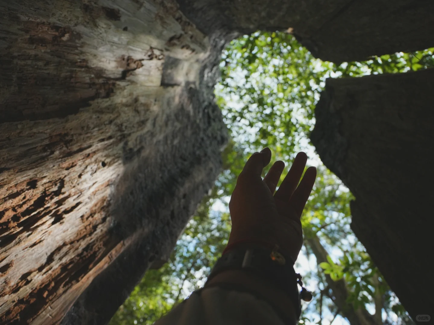 大树王国，拿下！