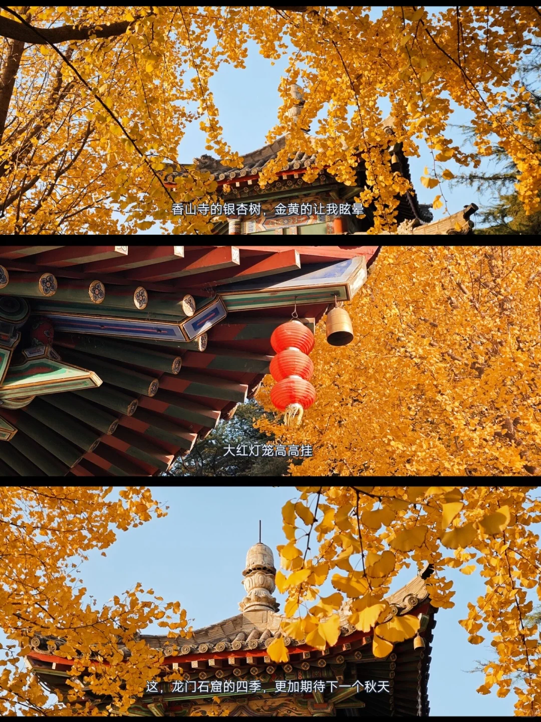 就在11🈷️被问爆的龙门石窟赏秋全攻略来啦