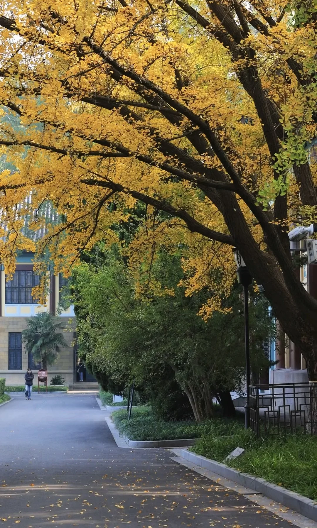 我夸南京一万遍，不及你来看一眼｜赏秋攻略❶