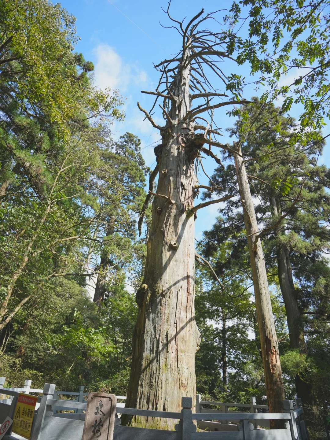 大树王国，拿下！