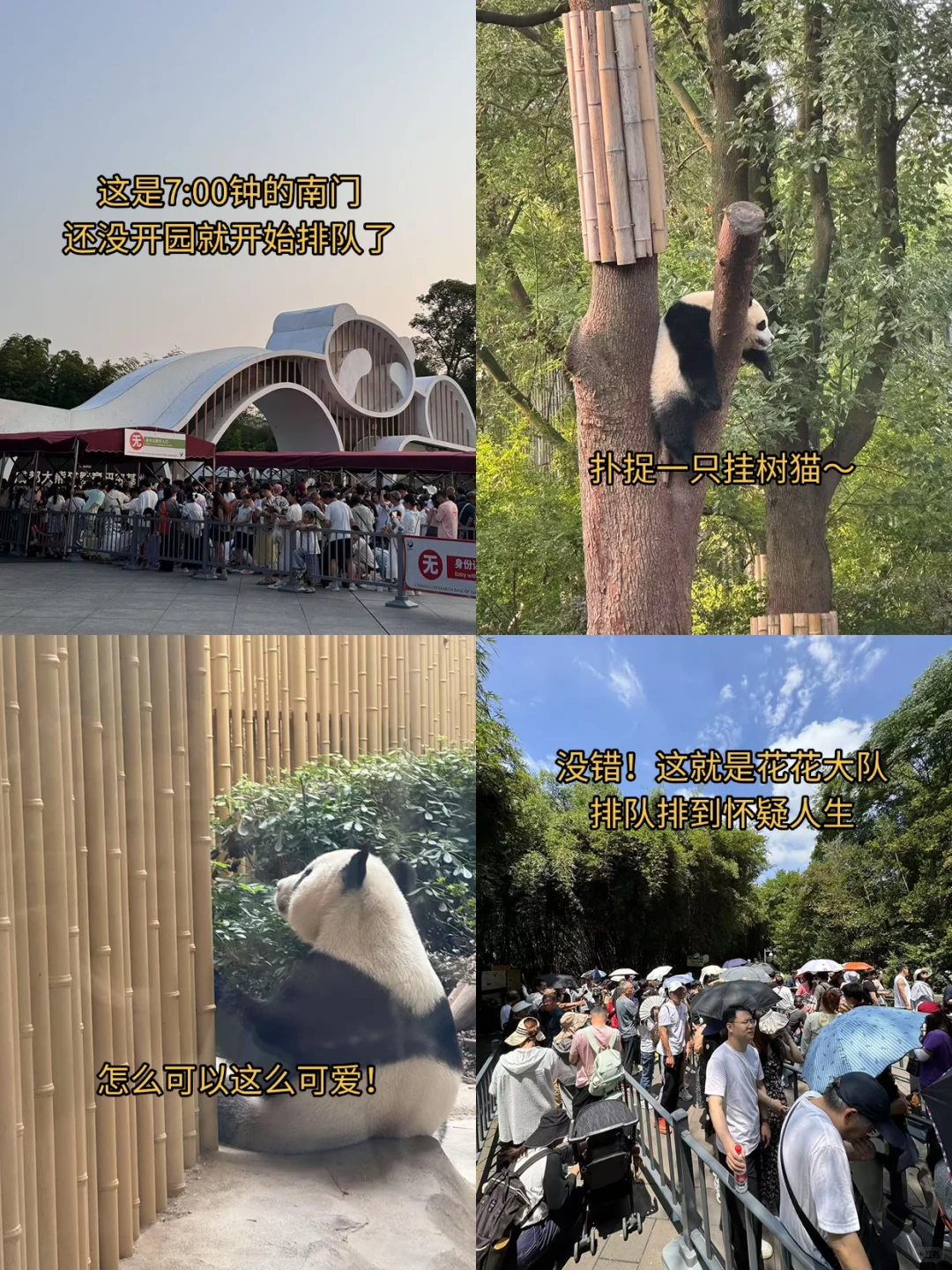 后悔‼️8-9月去熊猫基地🐼一定要做好攻略