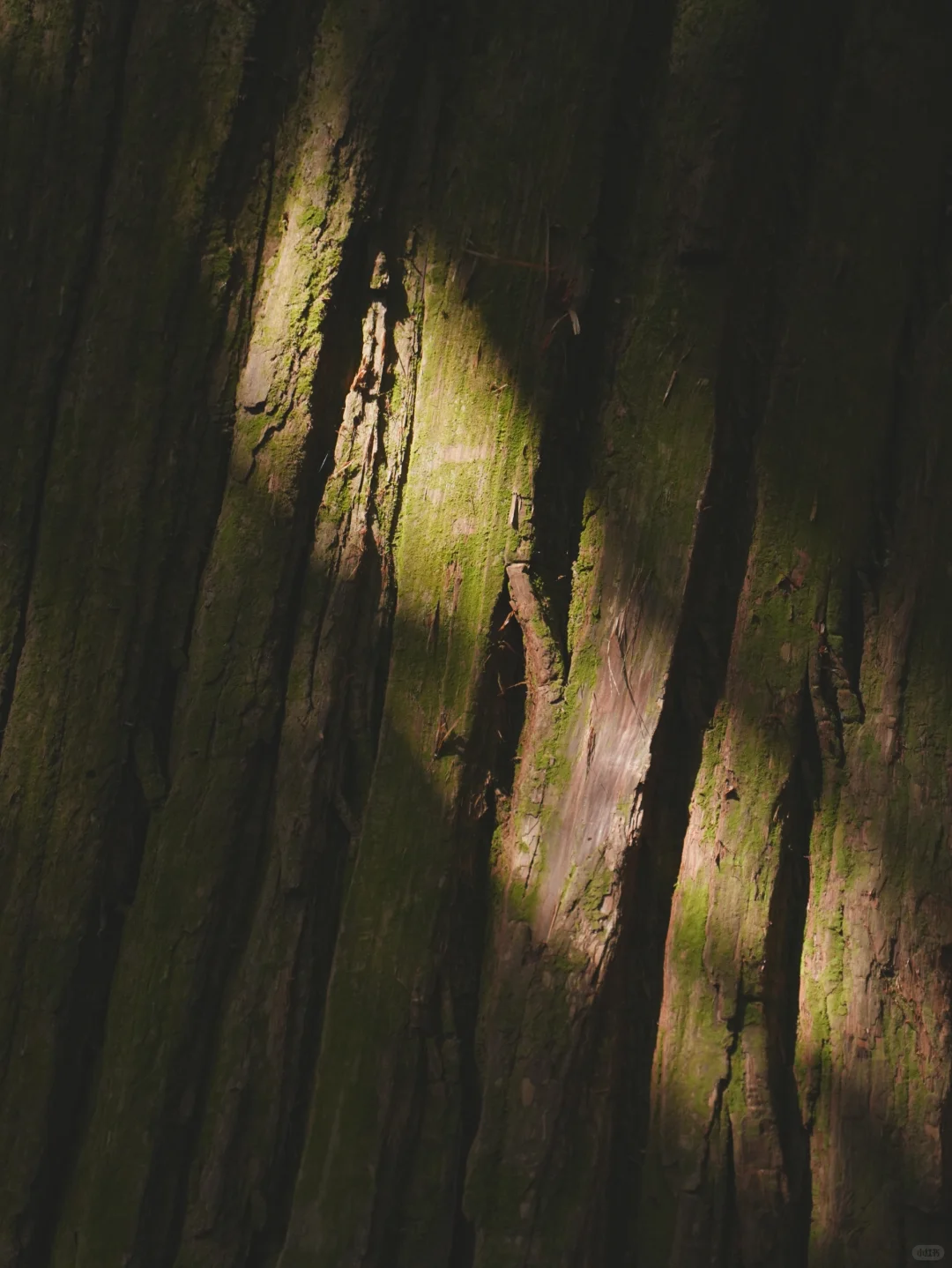 大树王国，拿下！