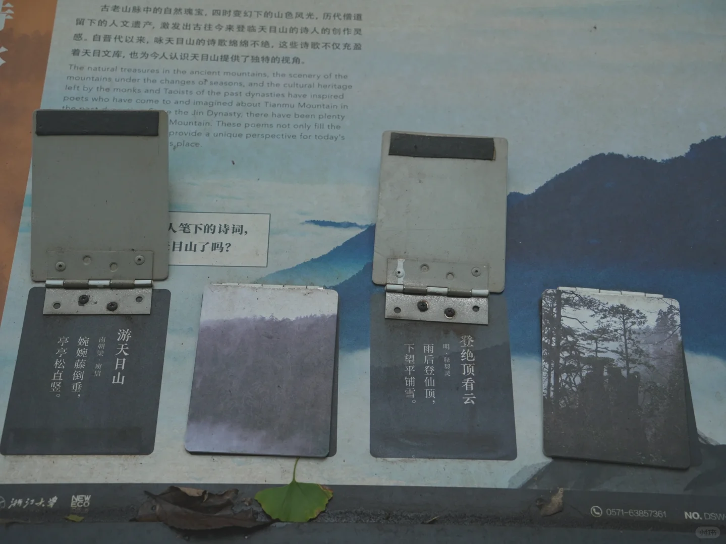 大树王国，拿下！