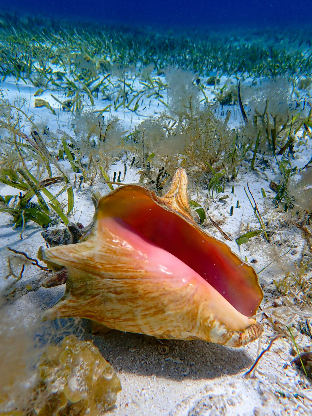 🇲🇽Cozumel科苏梅尔岛|必打卡景点美食攻略