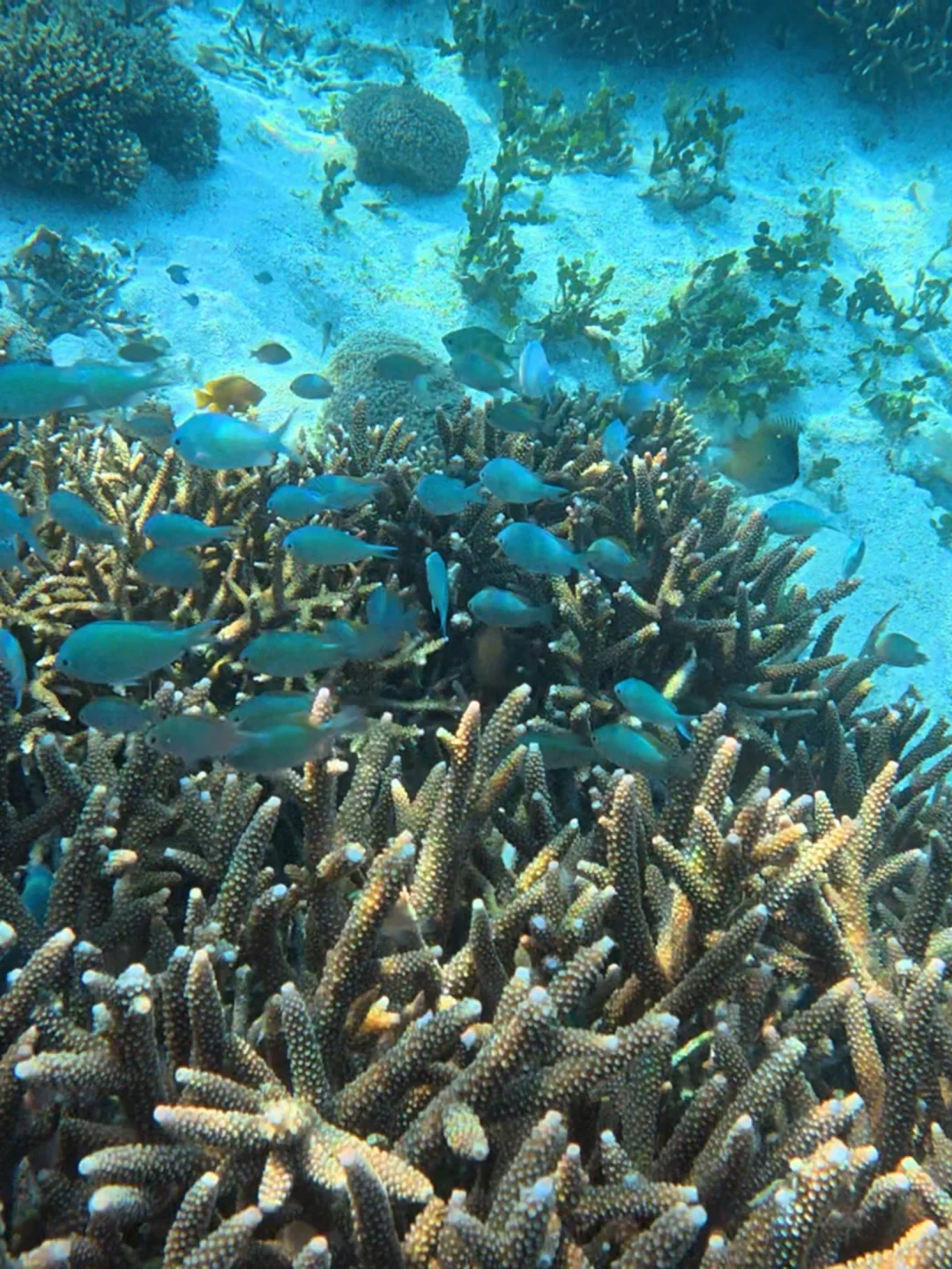 Bromo➕科莫多➕ 巴厘岛八天梦幻行程