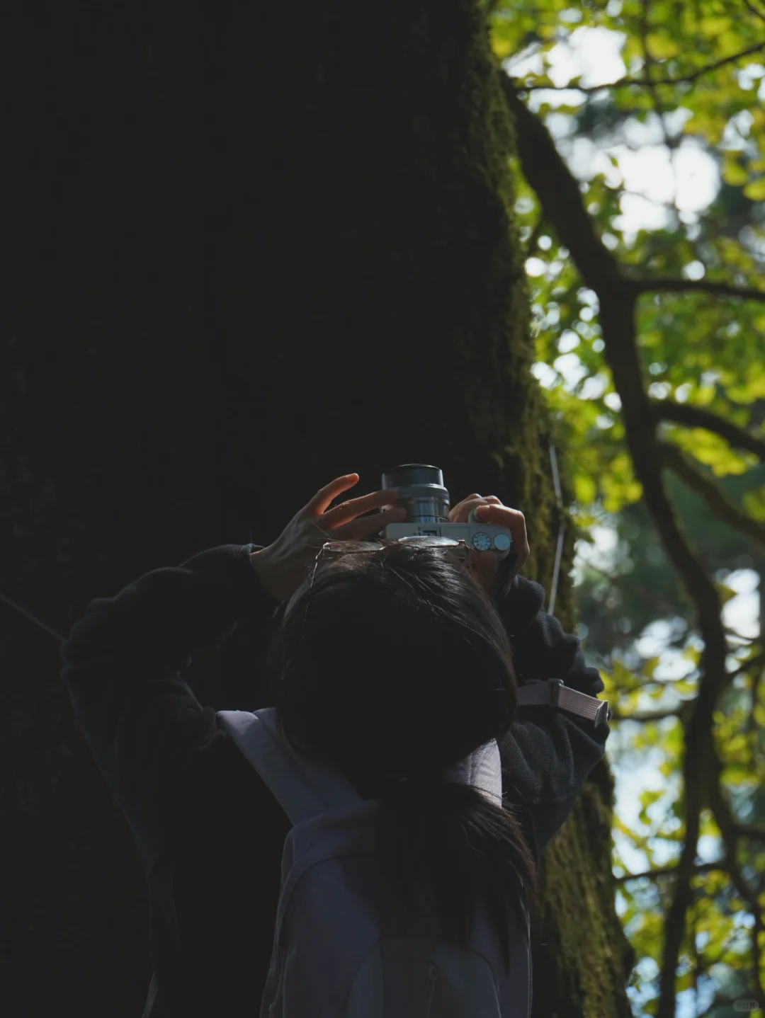 大树王国，拿下！