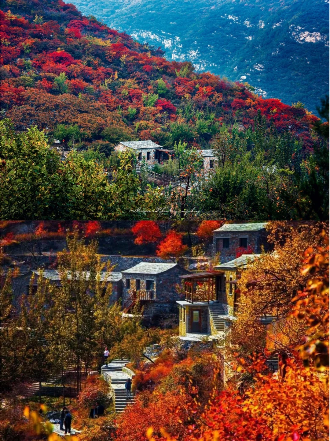 🍂坡峰岭红叶赏秋1日游 | 特价68元✨