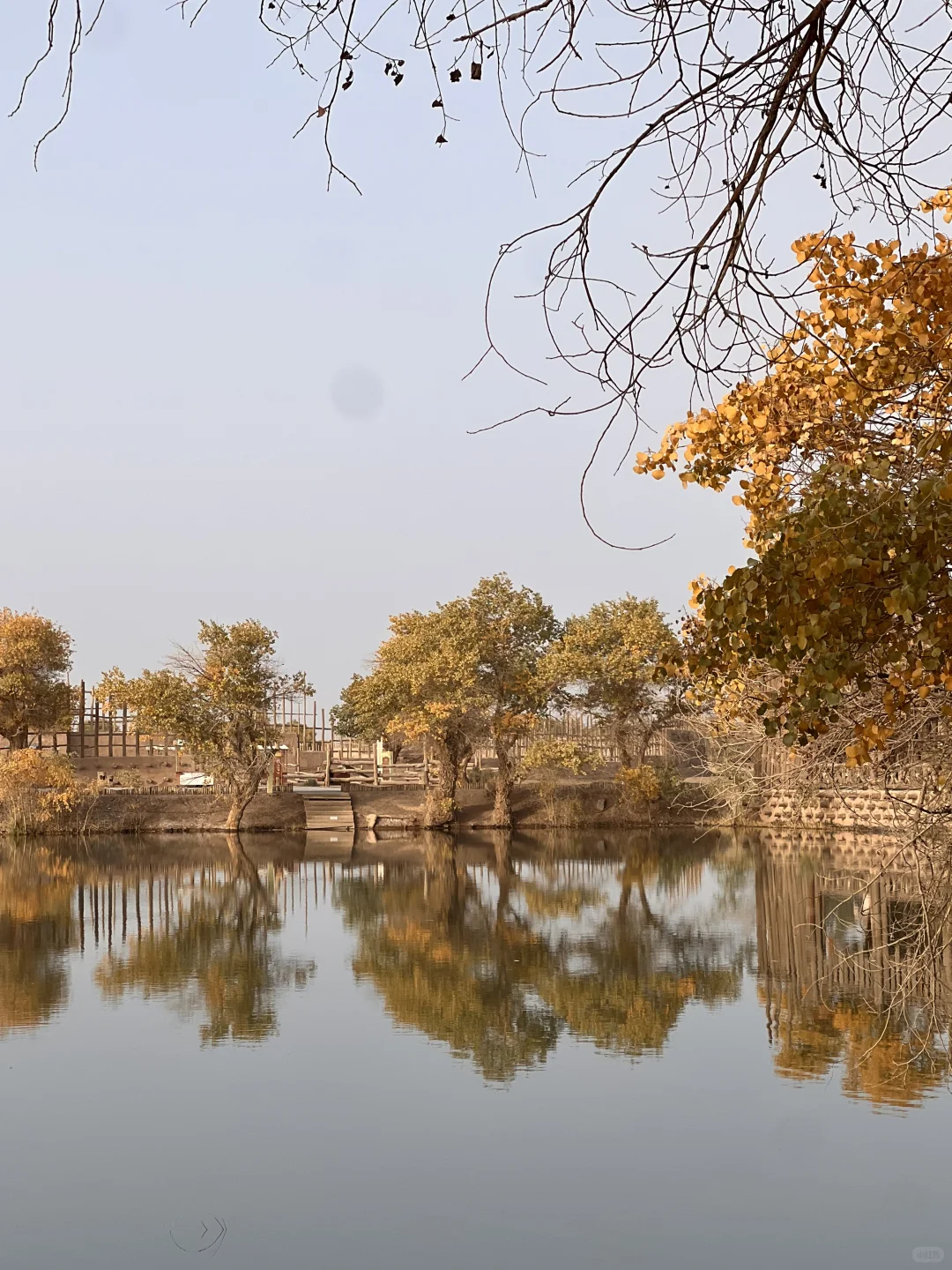 巴楚的红海景区胡杨林实拍live