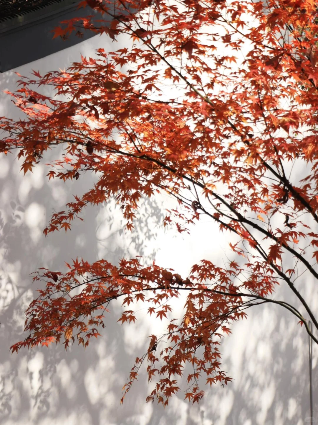 接下来南京栖霞山，将是国内赏秋天花板！