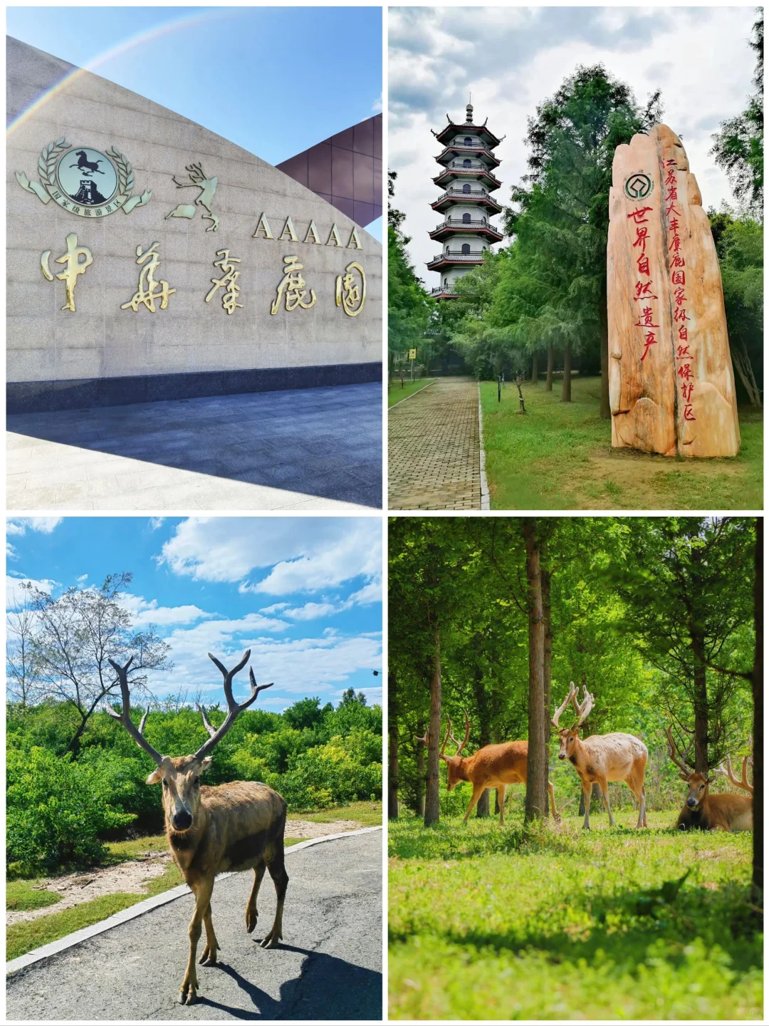 江苏盐城旅游8大景点🌺你去过几个呢❓