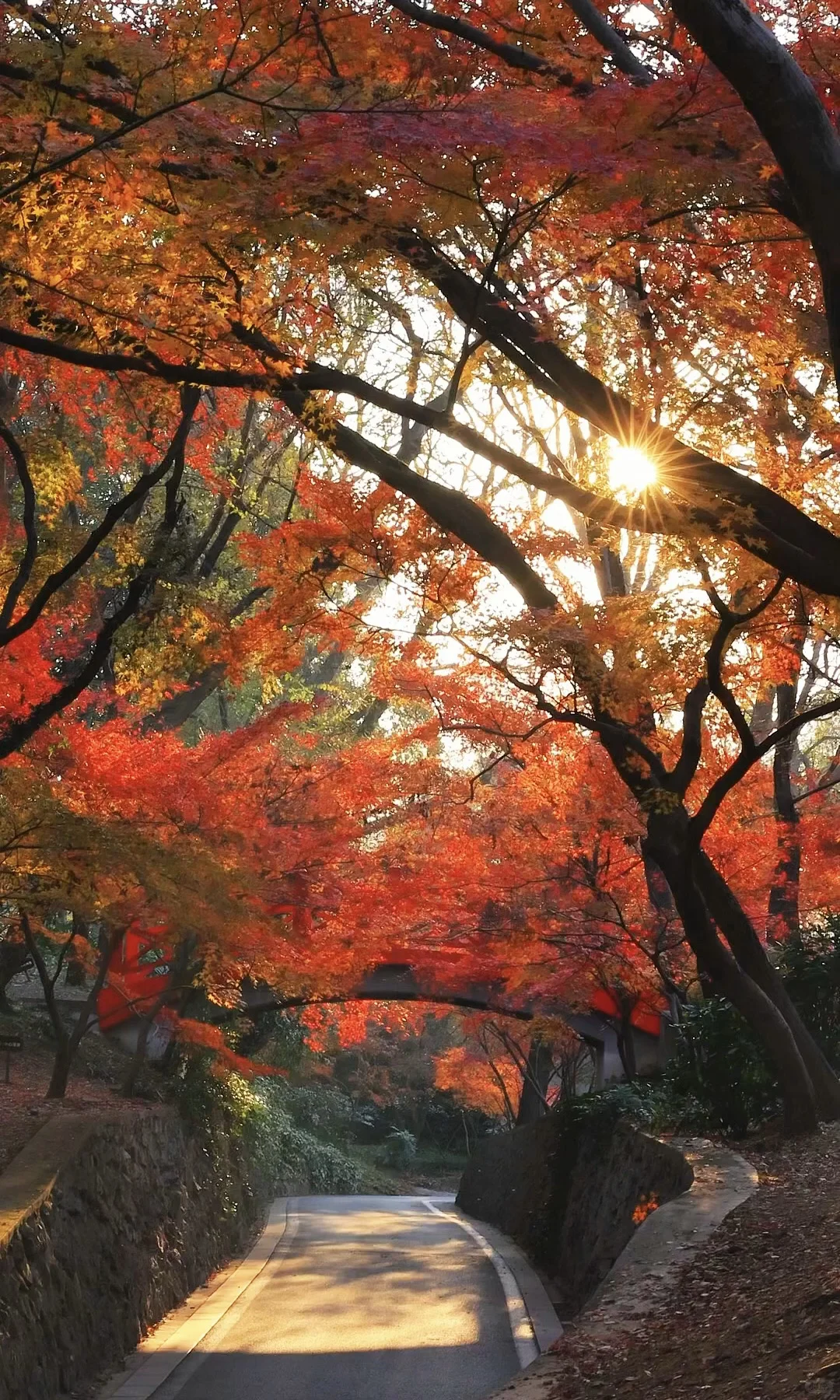 我夸南京一万遍，不及你来看一眼｜赏秋攻略❶