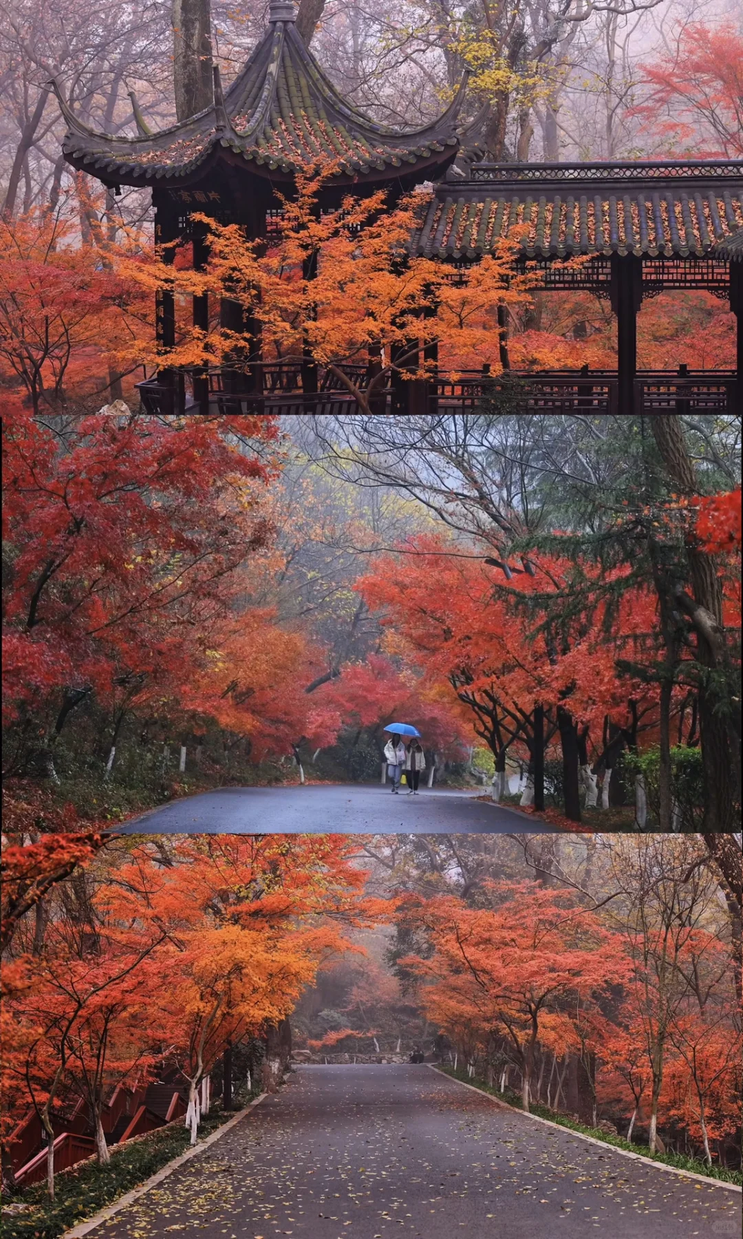 我夸南京一万遍，不及你来看一眼｜赏秋攻略❶