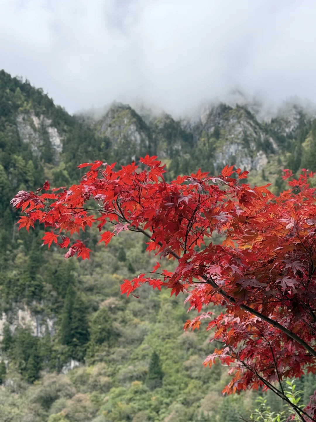 成都-毕棚沟-理小路2.5 日保姆级旅游攻略