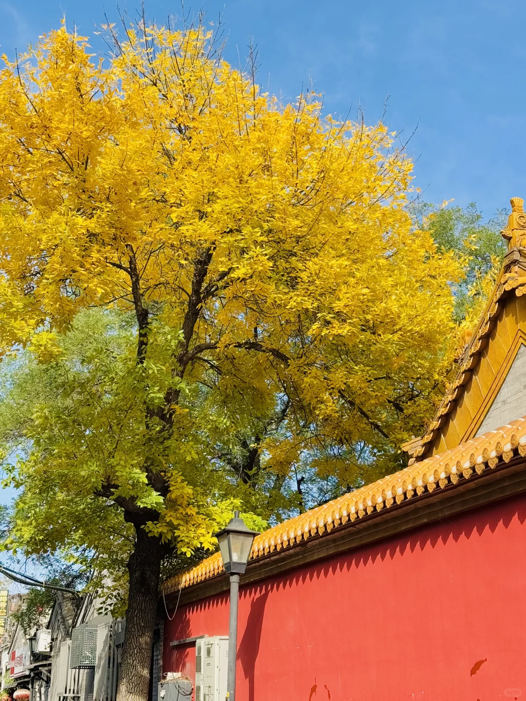 10.19实况🍂北京最新赏秋citywalk路线‼️