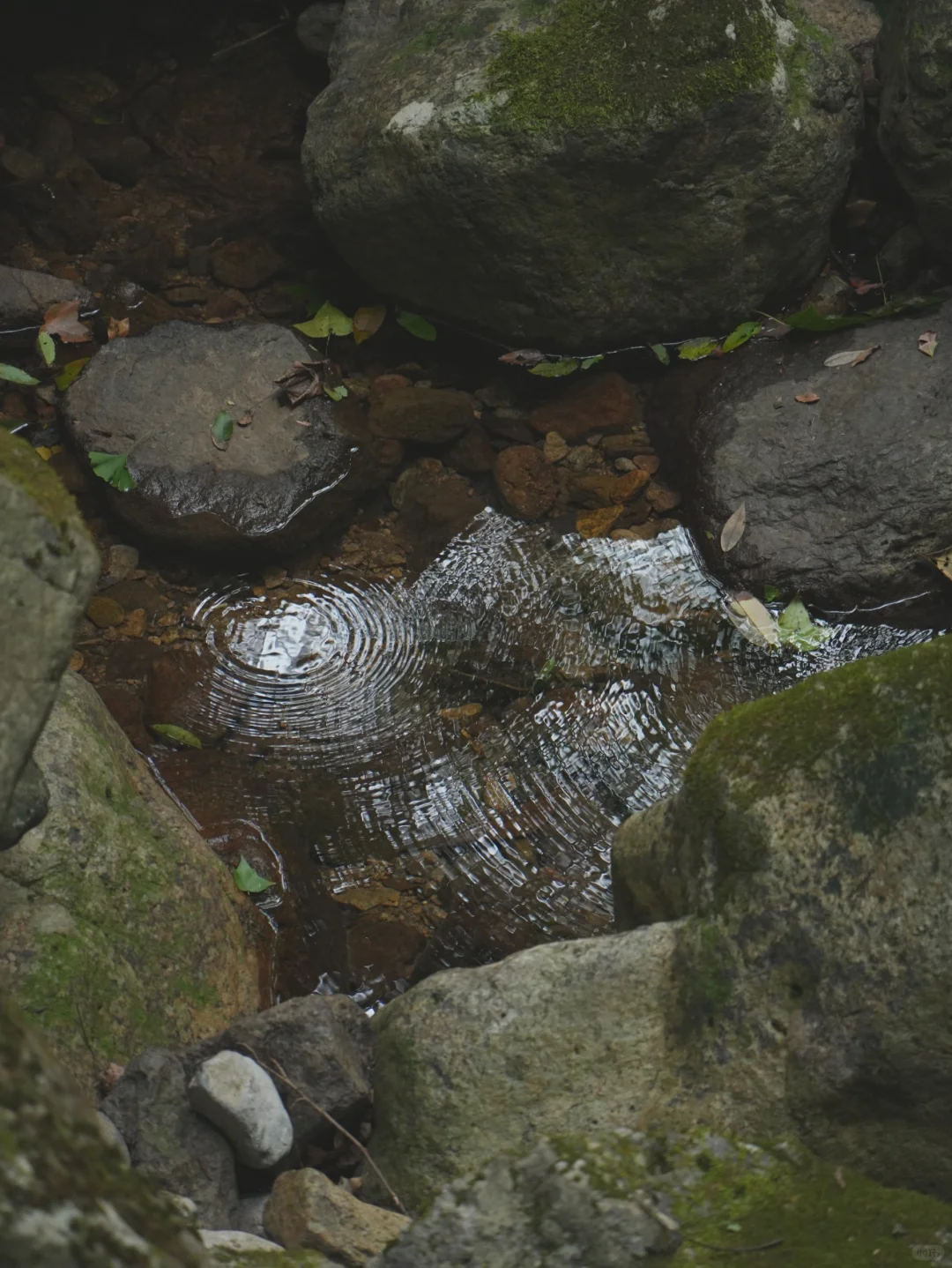 大树王国，拿下！