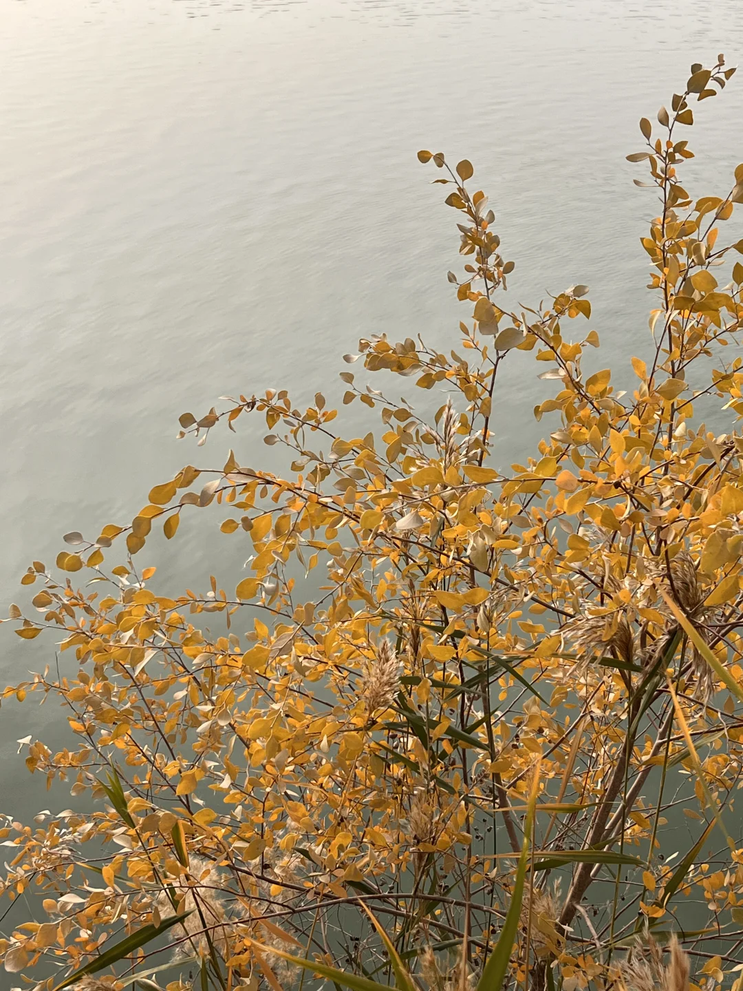 巴楚的红海景区胡杨林实拍live