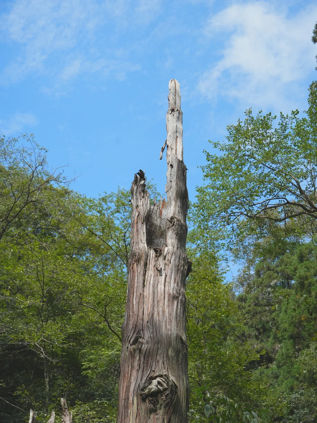 大树王国，拿下！