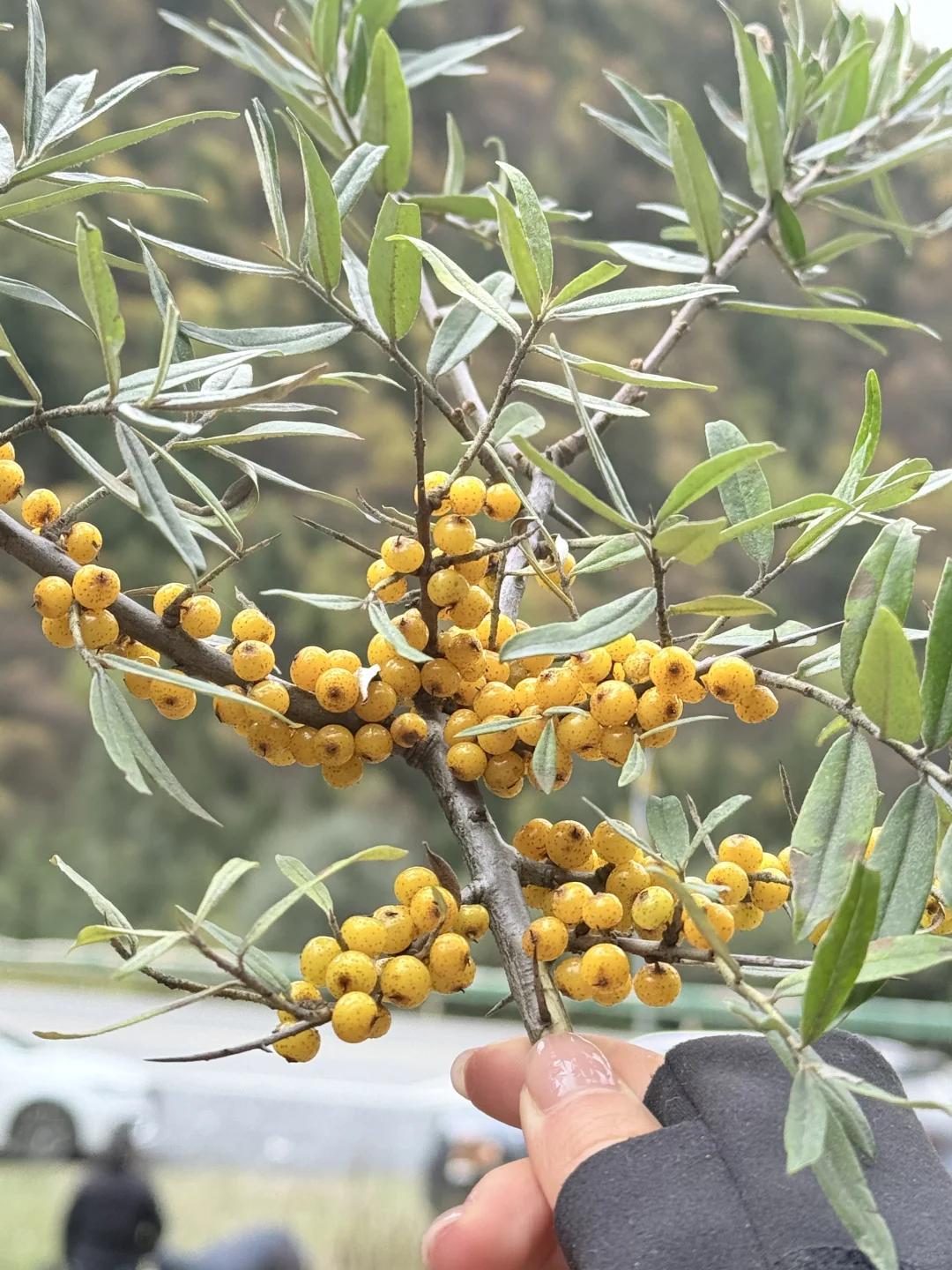 成都-毕棚沟-理小路2.5 日保姆级旅游攻略