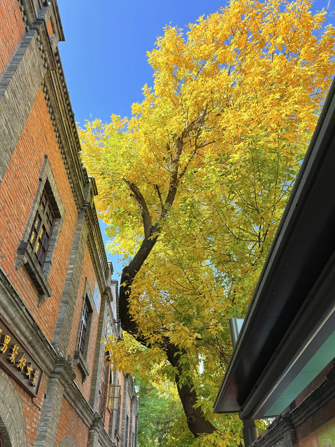 10.19实况🍂北京最新赏秋citywalk路线‼️