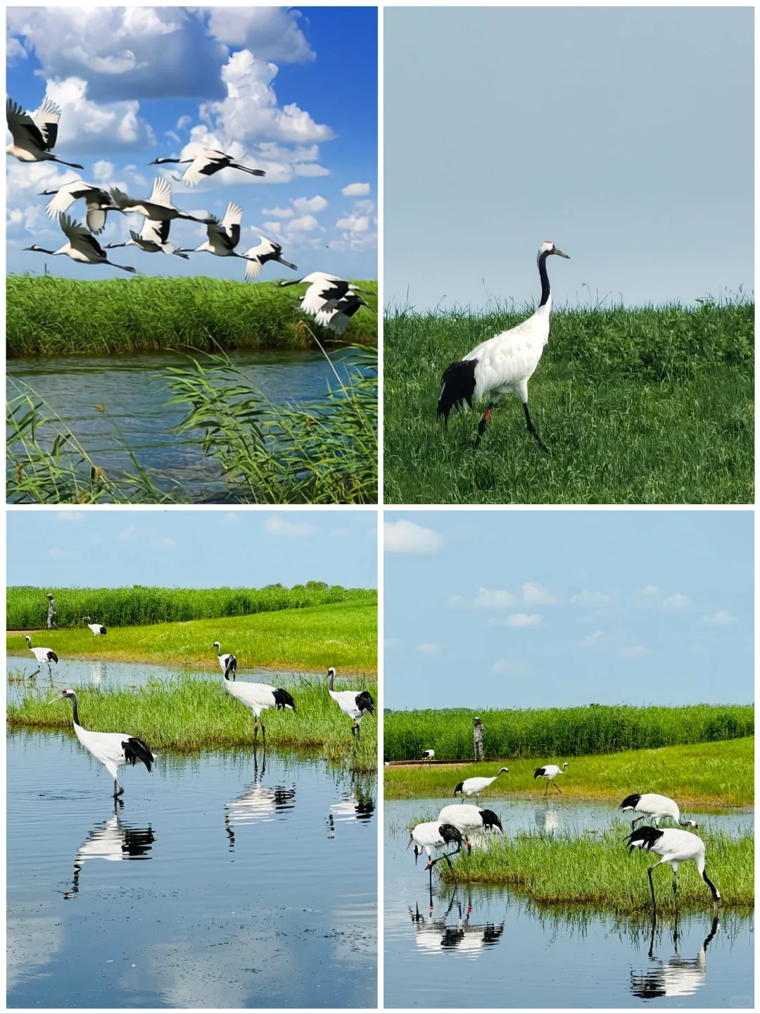 江苏盐城旅游8大景点🌺你去过几个呢❓