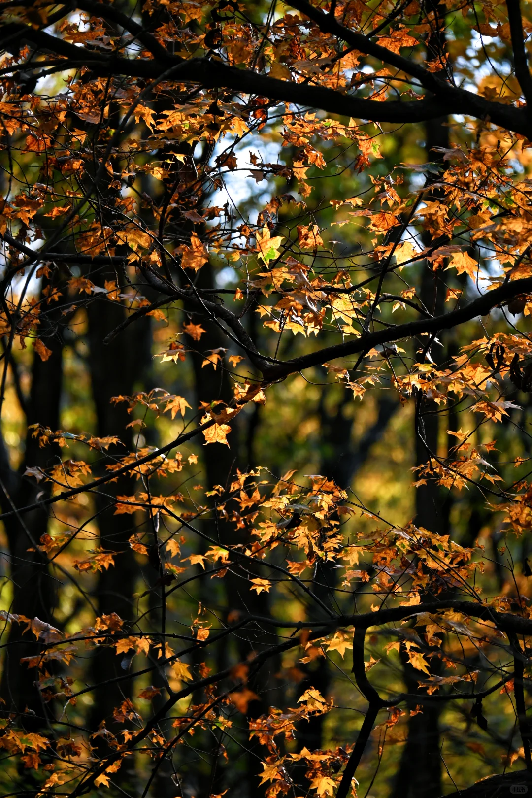 吉林通化龙湾景区游记