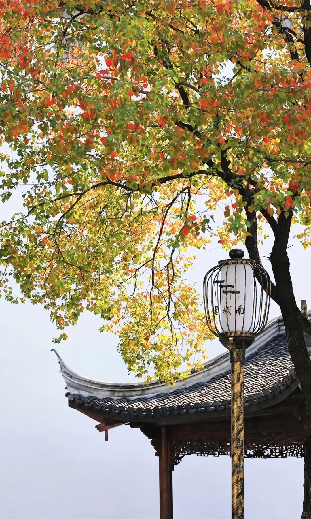 我夸南京一万遍，不及你来看一眼｜赏秋攻略❶