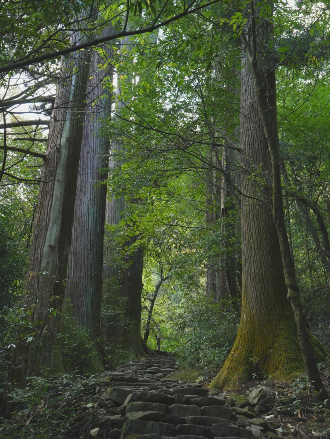 大树王国，拿下！