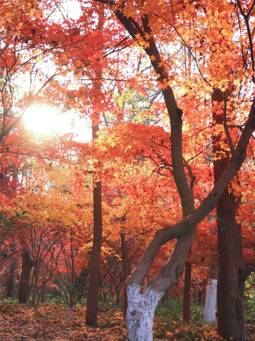 接下来南京栖霞山，将是国内赏秋天花板！