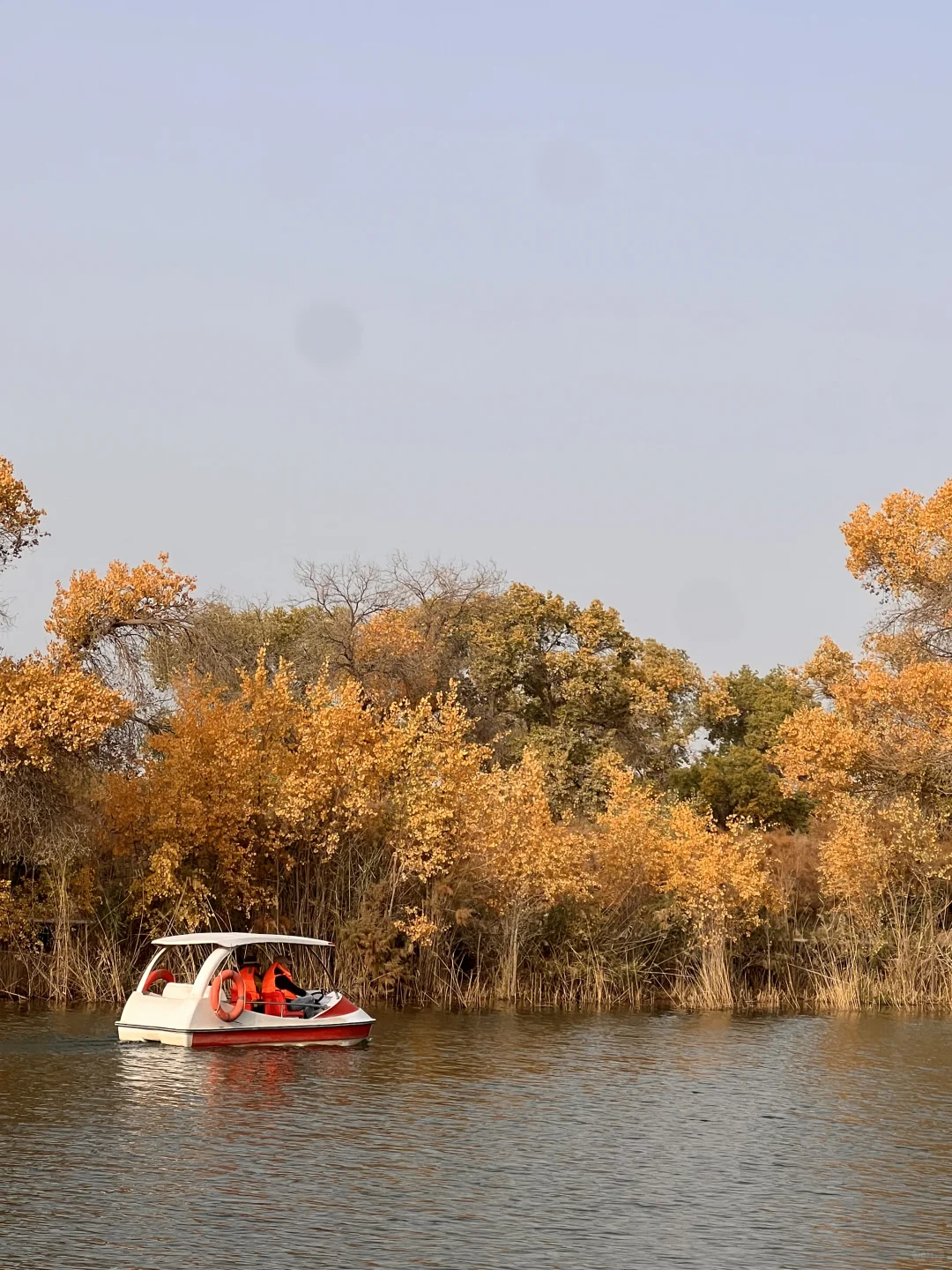 巴楚的红海景区胡杨林实拍live