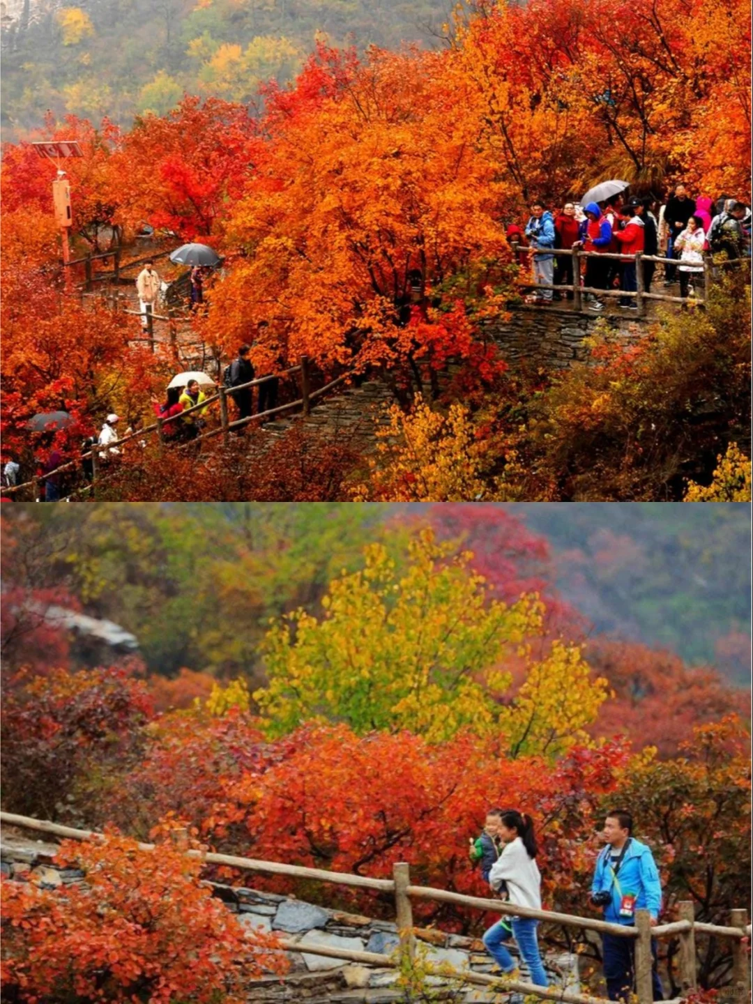 🍂坡峰岭红叶赏秋1日游 | 特价68元✨
