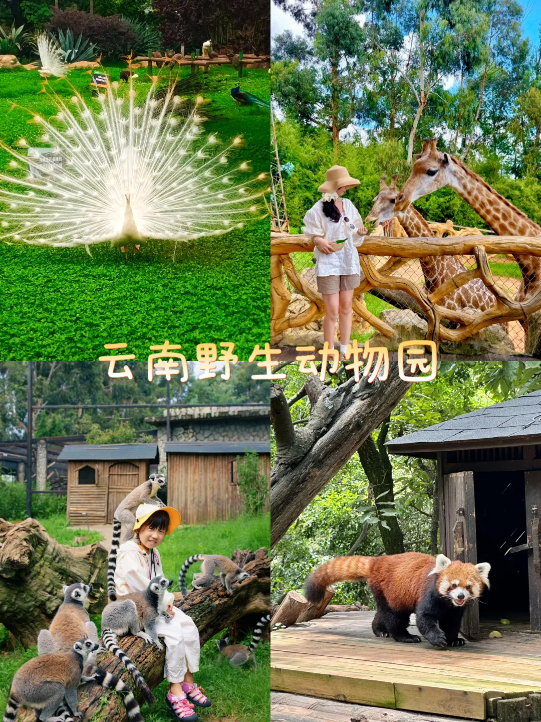 昆明9大宝藏地,会反复溜娃的9个地方✨